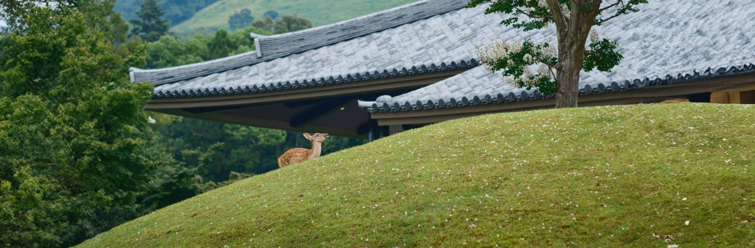 2432x800_10.jpg